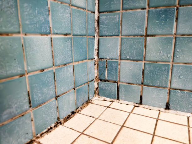 Best Mold Remediation for Healthcare Facilities  in Moundsville, WV